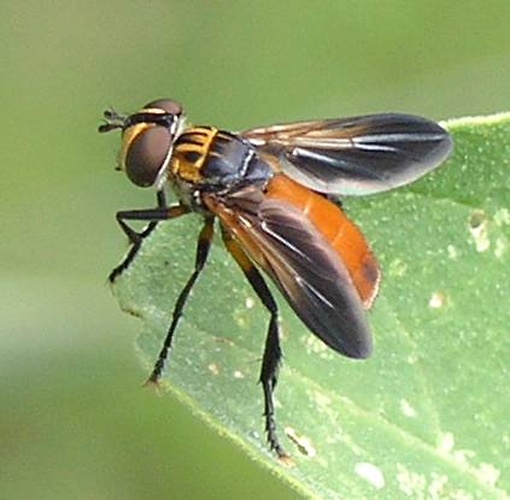 Trichopoda pennipes © <a rel="nofollow" class="external text" href="https://www.flickr.com/photos/60053822@N00">Marvin Smith</a>
