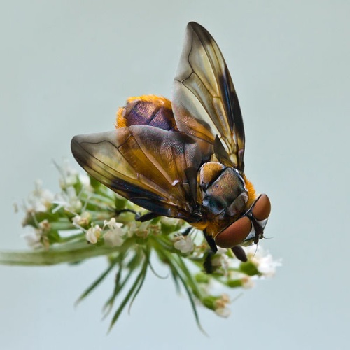 Phasia hemiptera © <a href="//commons.wikimedia.org/wiki/User:Richard_Bartz" title="User:Richard Bartz">Richard Bartz</a>