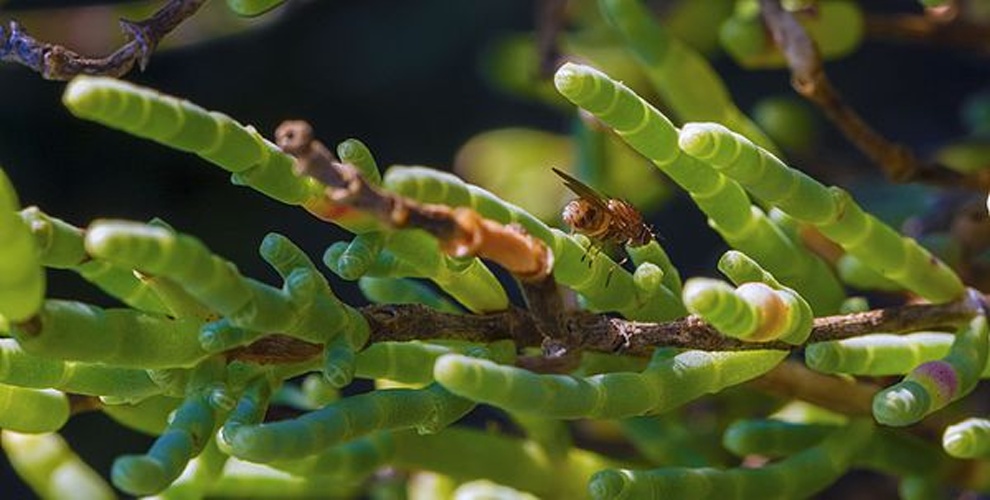 Peleteria rubescens &copy; <div class="fn value">
<a href="//commons.wikimedia.org/wiki/User:Christian_Ferrer" title="User:Christian Ferrer">Christian Ferrer</a>
</div>