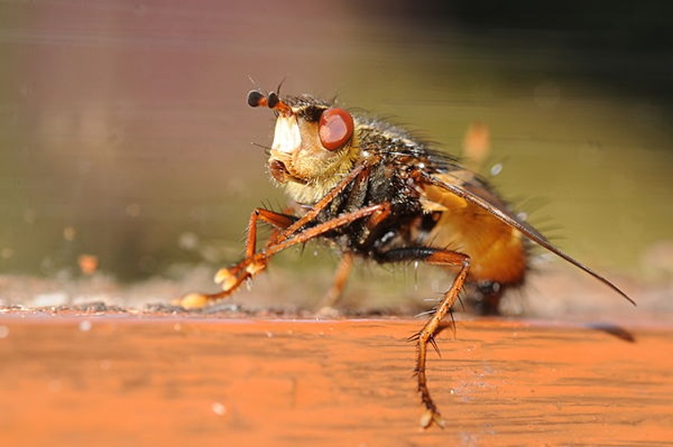 Tachina fera © <bdi><a href="//commons.wikimedia.org/wiki/User:ComputerHotline" title="User:ComputerHotline">Thomas Bresson</a>
</bdi>