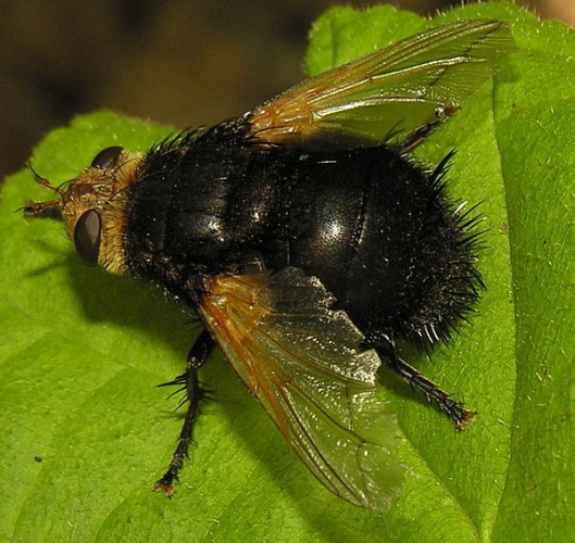 Tachina grossa © <a href="https://lt.wikipedia.org/wiki/user:Algirdas" class="extiw" title="lt:user:Algirdas">Algirdas</a>
