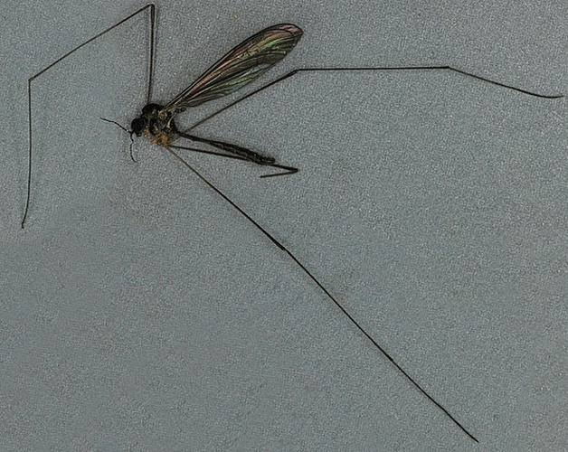 Dicranomyia (Numantia) fusca &copy; <a rel="nofollow" class="external text" href="https://www.flickr.com/people/130093583@N04">Janet Graham</a>