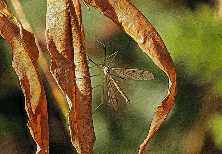 Pedicia occulta &copy; <a rel="nofollow" class="external text" href="https://www.flickr.com/people/130093583@N04">Janet Graham</a>