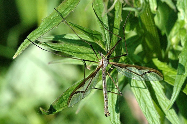 Pedicia rivosa &copy; James K. Lindsey