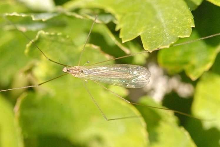 Dicranota (Ludicia) claripennis © James K. Lindsey