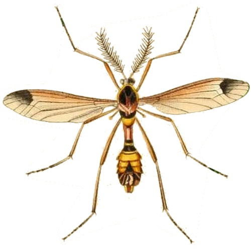 Ctenophora ornata &copy; <ul>
<li>
<a href="//commons.wikimedia.org/wiki/File:Britishentomologyvolume1Plate5.jpg" title="File:Britishentomologyvolume1Plate5.jpg">Britishentomologyvolume1Plate5.jpg</a>: John Curtis</li>
<li>derivative work: <a href="//commons.wikimedia.org/wiki/User:Andreas_Plank" title="User:Andreas Plank">A. Plank</a> (<a href="//commons.wikimedia.org/wiki/User_talk:Andreas_Plank" title="User talk:Andreas Plank"><span class="signature-talk">talk</span></a>)</li>
</ul>