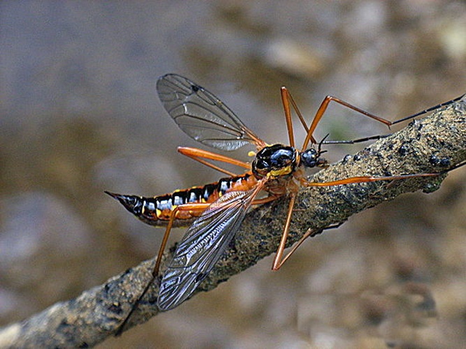 Ctenophora (Ctenophora) pectinicornis © <a href="//commons.wikimedia.org/wiki/User:Siga" title="User:Siga">Siga</a>