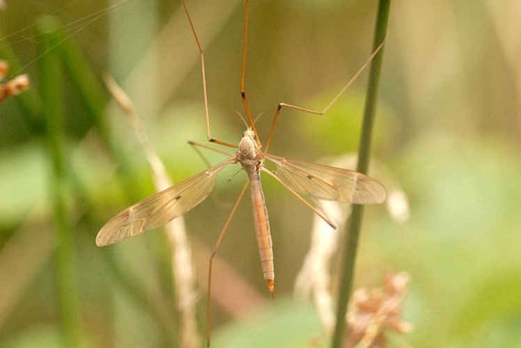 Tipula fulvipennis © James K. Lindsey