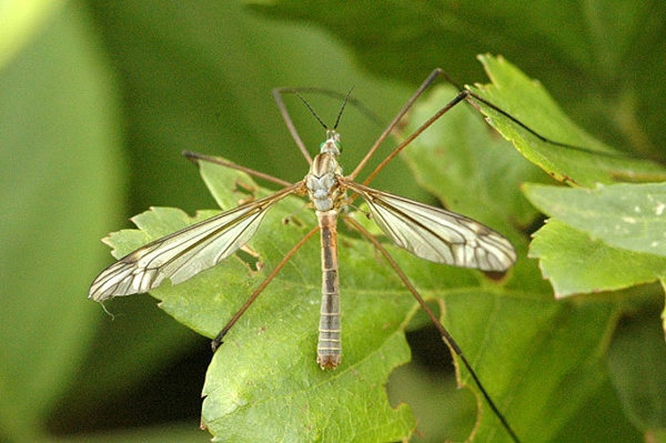 Tipula luna © James K. Lindsey