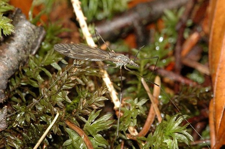 Tipula (Platytipula) luteipennis © James K. Lindsey
