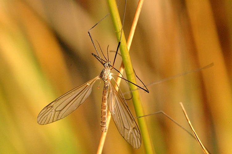 Tipula obsoleta &copy; James K. Lindsey