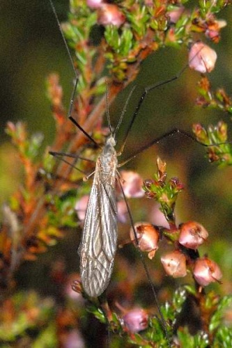 Tipula (Savtshenkia) pagana © James K. Lindsey