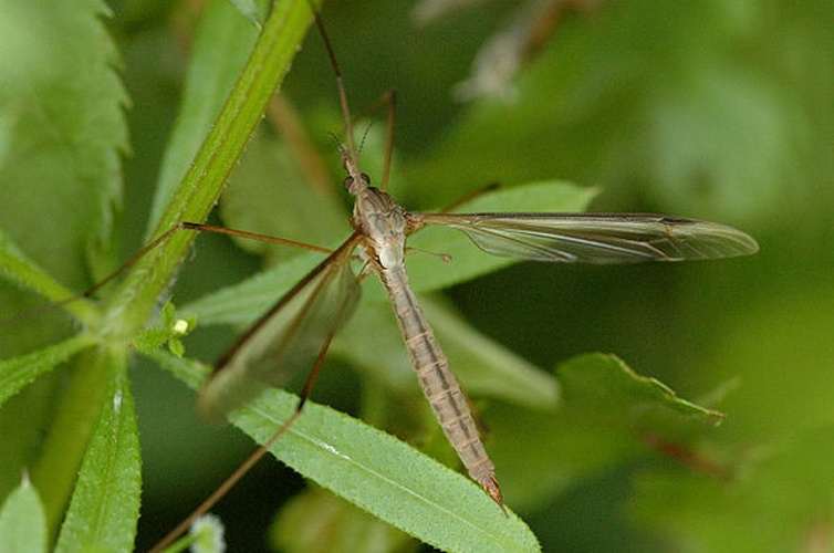 Tipula oleracea &copy; James K. Lindsey