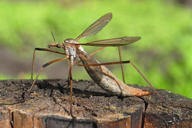 Tipula (Tipula) paludosa © Holger Gröschl