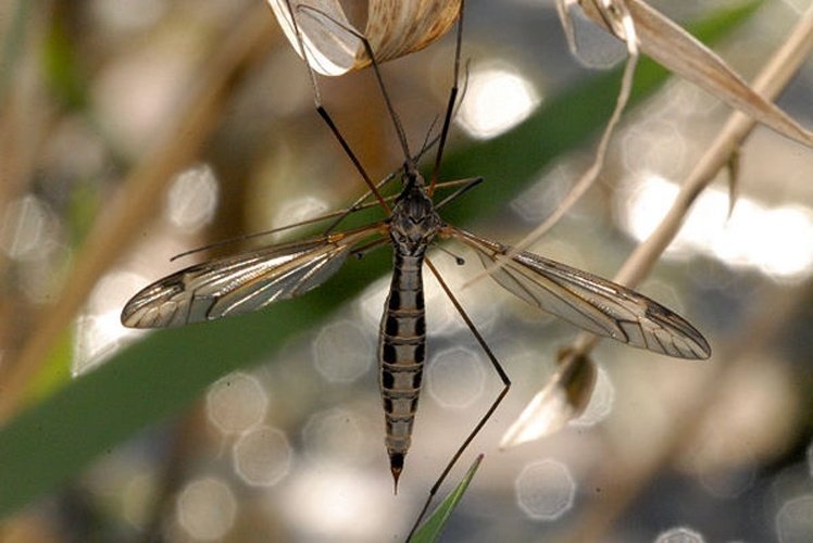 Tipula lateralis © James K. Lindsey