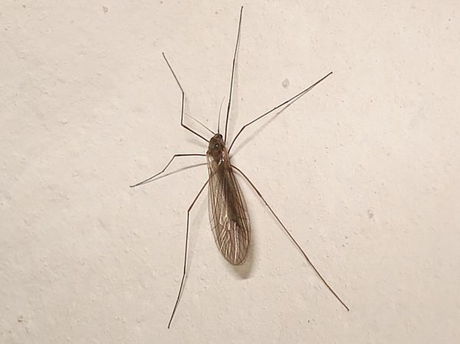 Trichocera regelationis &copy; <a href="//commons.wikimedia.org/wiki/User:AfroBrazilian" title="User:AfroBrazilian">AfroBrazilian</a>