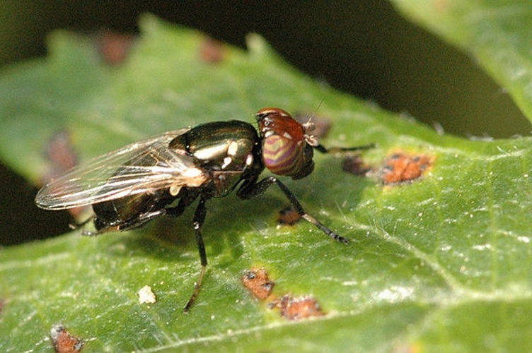 Physiphora alceae &copy; James K. Lindsey