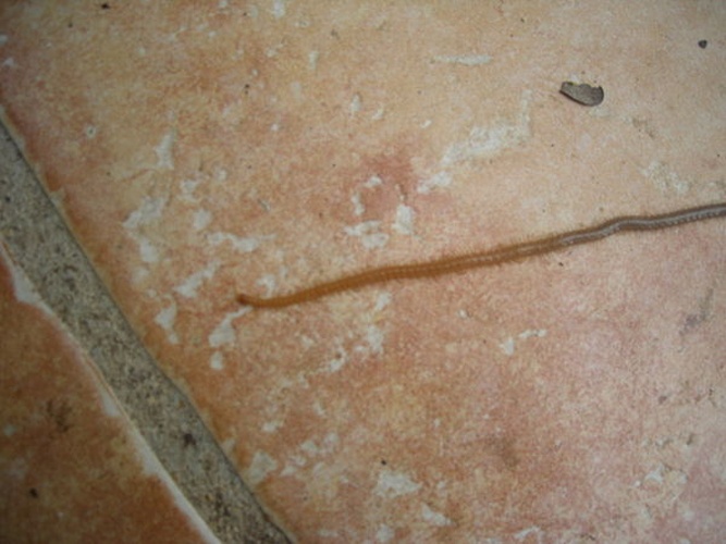 Himantarium gabrielis &copy; <a href="//commons.wikimedia.org/w/index.php?title=User:Xander99&amp;action=edit&amp;redlink=1" class="new" title="User:Xander99 (page does not exist)">Xander99</a>