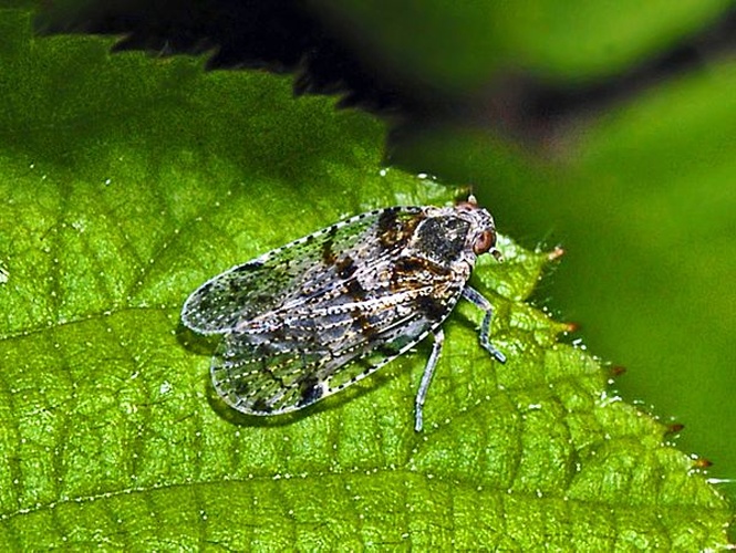 Cixius nervosus &copy; <a href="//commons.wikimedia.org/wiki/User:Hectonichus" title="User:Hectonichus">Hectonichus</a>