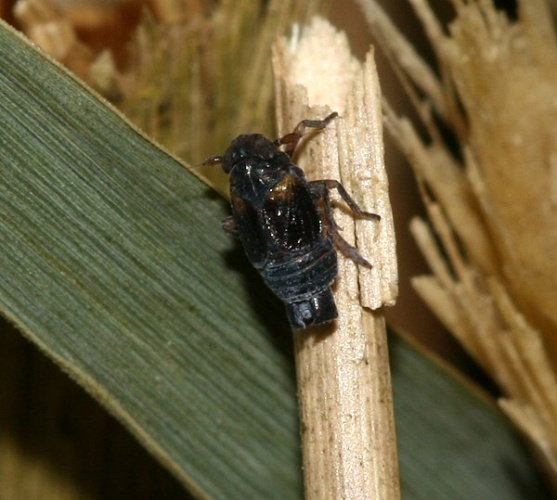 Javesella forcipata © <a rel="nofollow" class="external text" href="https://www.flickr.com/people/35142635@N05">S. Rae</a> from Scotland, UK