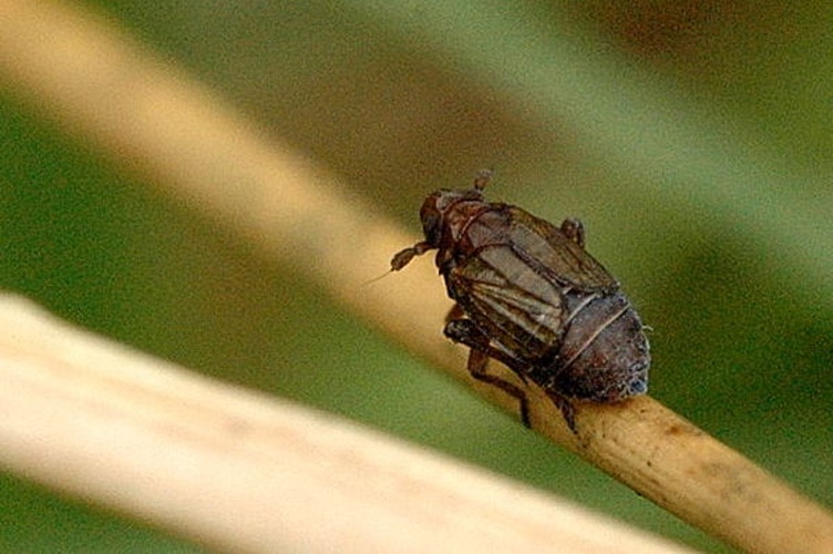 Javesella pellucida © James K. Lindsey