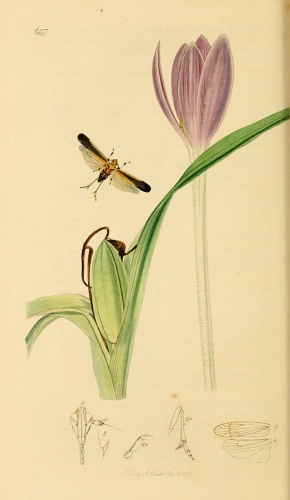 Stenocranus longipennis © <bdi><a href="https://en.wikipedia.org/wiki/en:John_Curtis_(entomologist)" class="extiw" title="w:en:John Curtis (entomologist)">John Curtis</a>
</bdi>