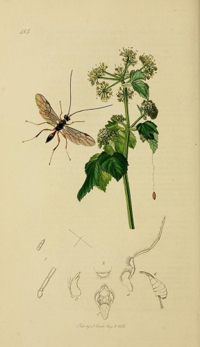 Zele albiditarsus © <bdi><a href="https://en.wikipedia.org/wiki/en:John_Curtis_(entomologist)" class="extiw" title="w:en:John Curtis (entomologist)">John Curtis</a>
</bdi>