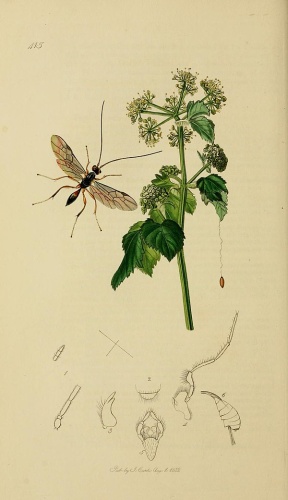 Zele albiditarsus &copy; <bdi><a href="https://en.wikipedia.org/wiki/en:John_Curtis_(entomologist)" class="extiw" title="w:en:John Curtis (entomologist)">John Curtis</a>
</bdi>