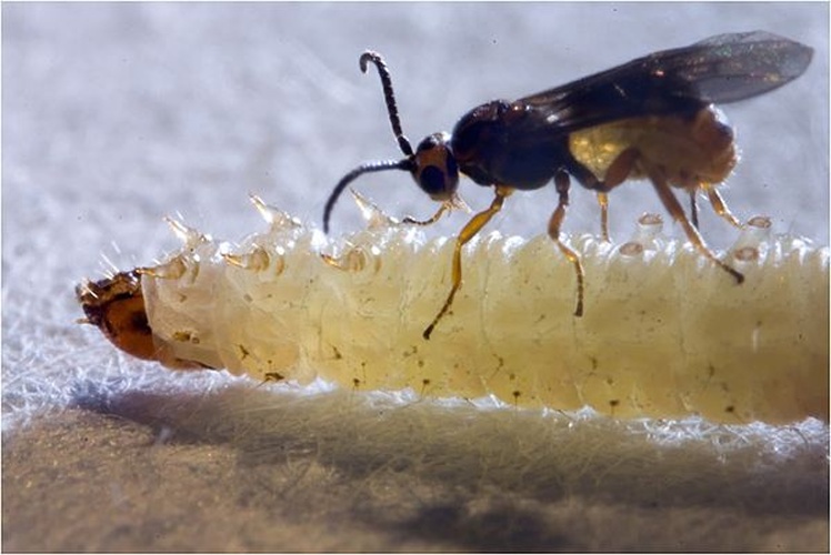 Bracon brevicornis &copy; Nils Linek