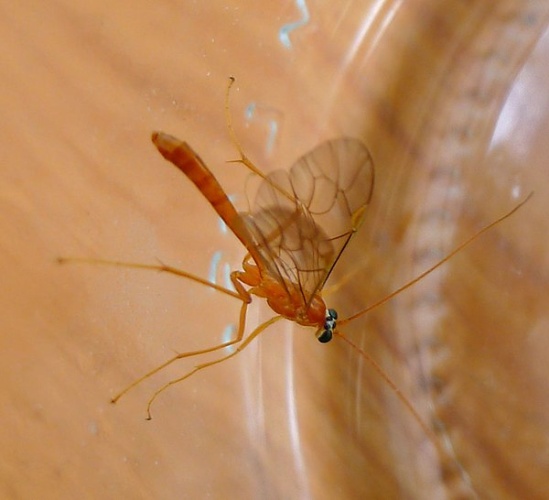 Netelia thomsonii &copy; <a rel="nofollow" class="external text" href="https://www.flickr.com/people/43272765@N04">gailhampshire</a> from Cradley, Malvern, U.K