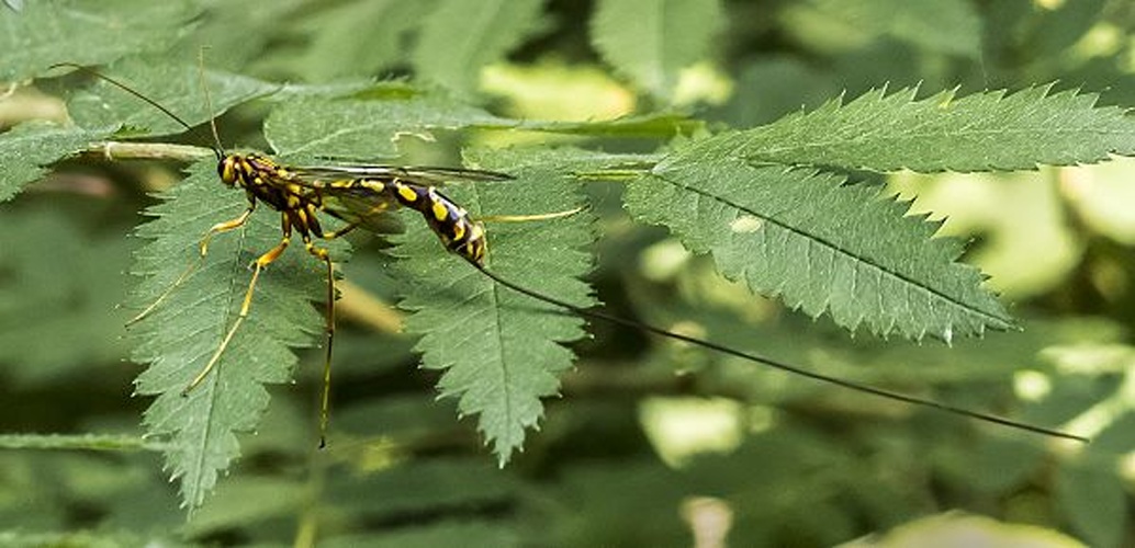 Megarhyssa superba © <a href="//commons.wikimedia.org/wiki/User:Ocrdu" title="User:Ocrdu">Ocrdu</a>