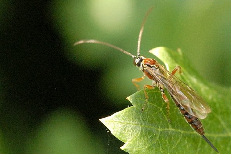 Tromatobia lineatoria © James K. Lindsey