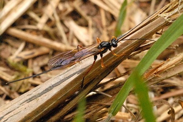 Exeristes roborator © James K. Lindsey