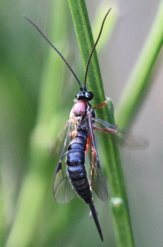 Clistopyga incitator &copy; <a href="//commons.wikimedia.org/w/index.php?title=User:Slimguy&amp;action=edit&amp;redlink=1" class="new" title="User:Slimguy (page does not exist)">Slimguy</a>