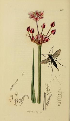 Pimpla aethiops © <bdi><a href="https://en.wikipedia.org/wiki/en:John_Curtis_(entomologist)" class="extiw" title="w:en:John Curtis (entomologist)">John Curtis</a>
</bdi>