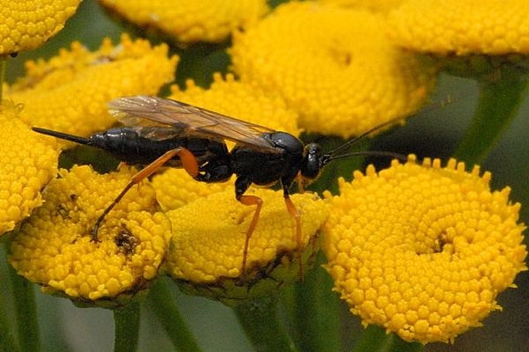 Pimpla rufipes © James K. Lindsey