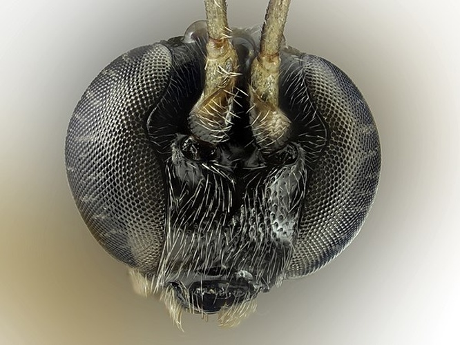 Itoplectis alternans &copy; <a rel="nofollow" class="external text" href="https://www.flickr.com/people/92899351@N08">Martin Cooper</a> from Ipswich, UK