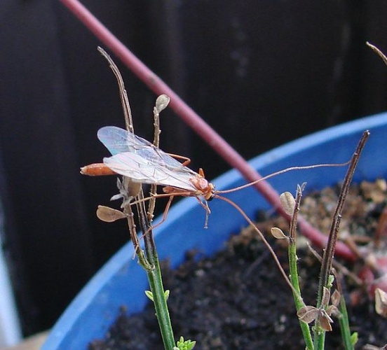 Ophion luteus © <a href="//commons.wikimedia.org/w/index.php?title=User:Aung&amp;action=edit&amp;redlink=1" class="new" title="User:Aung (page does not exist)">Aung</a>