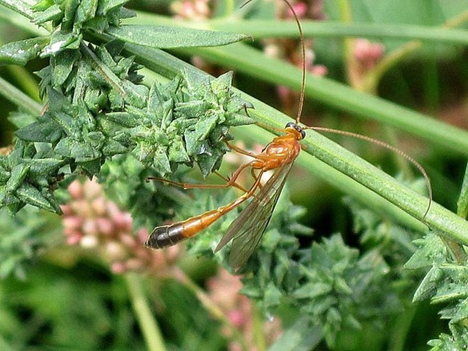 Enicospilus ramidulus &copy; <a href="//commons.wikimedia.org/wiki/User:Bj.schoenmakers" title="User:Bj.schoenmakers">Bj.schoenmakers</a>