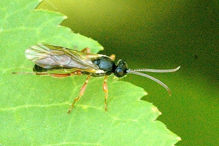 Triclistus pallipes © James K. Lindsey