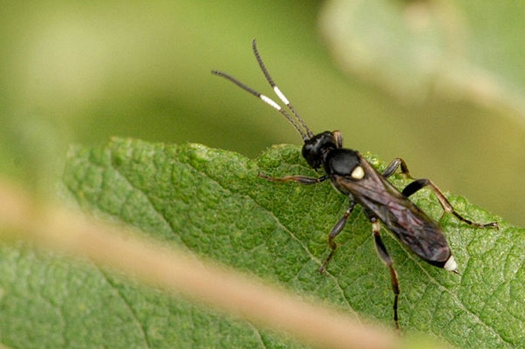 Vulgichneumon bimaculatus &copy; James K. Lindsey