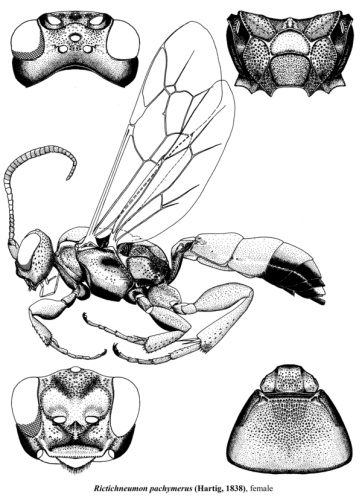 Rictichneumon pachymerus © <a href="//commons.wikimedia.org/w/index.php?title=User:Tereshkin&amp;action=edit&amp;redlink=1" class="new" title="User:Tereshkin (page does not exist)">Tereshkin</a>