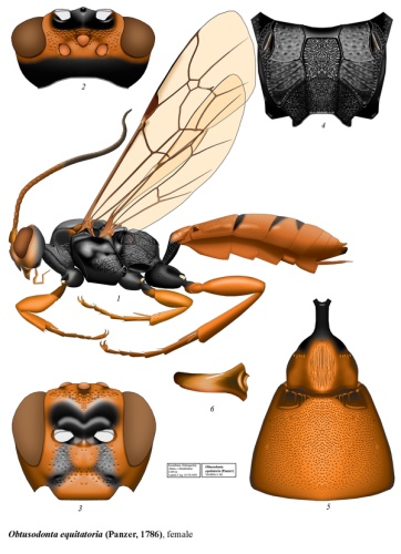 Obtusodonta equitatoria © <a href="//commons.wikimedia.org/w/index.php?title=User:Tereshkin&amp;action=edit&amp;redlink=1" class="new" title="User:Tereshkin (page does not exist)">Tereshkin</a>