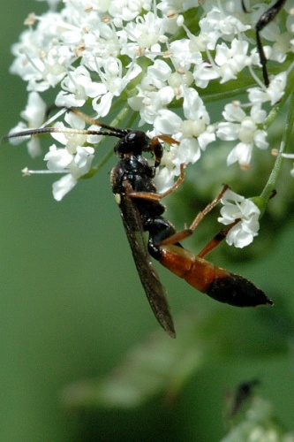 Ichneumon gracilentus © James K. Lindsey