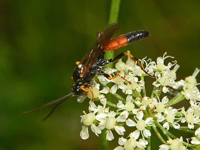 Ichneumon insidiosus © <a href="//commons.wikimedia.org/wiki/User:Hectonichus" title="User:Hectonichus">Hectonichus</a>