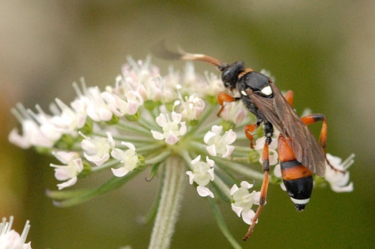 Ichneumon sarcitorius © James K. Lindsey