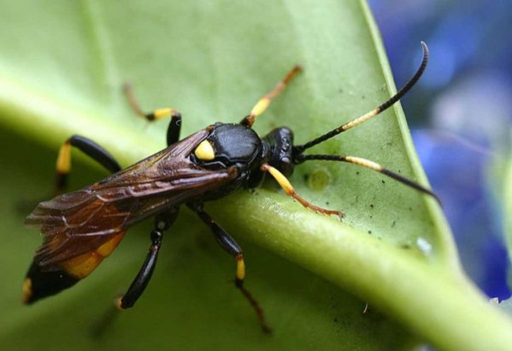 Ichneumon suspiciosus &copy; 