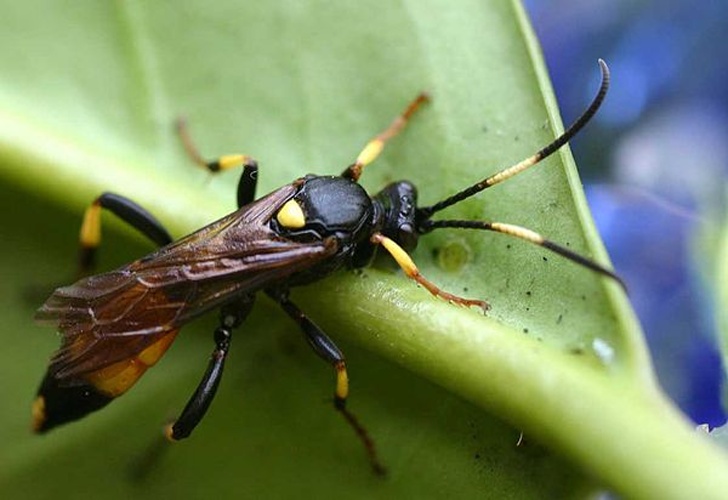 Ichneumon suspiciosus © 