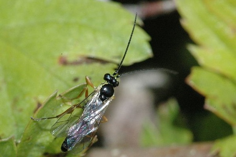 Syntactus delusor &copy; James K. Lindsey