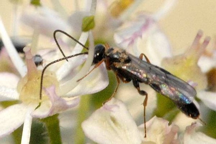 Bathythrix pellucidator © James K. Lindsey